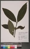 Lasianthus cyanocarpus Jack ˾