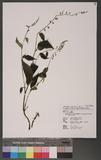 Rhynchoglossum obliquum Blume var. hologlossum (Hayata) W. T. Wang yޯ