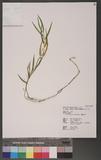 Dendrobium leptoclandum Hayata Ӳ۱
