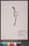 Cephalantheropsis calanthoides (Ames) Liu & Su ժvY