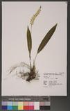Dendrochilum uncatum Rchb.f. J