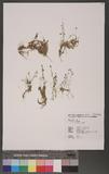 Utricularia bifida...