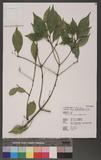 Euonymus laxiflorus Champ. ex Benth. jB