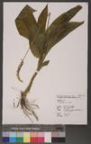 Malaxis latifolia Sm. W