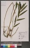 Dendrobium clavatum Lindl. var. aurantiacum (Reichb. f.) Tang & Wang 