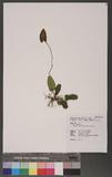 Hemionitis arifolia (Burm.) Moore Am