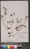 Persicaria nepalensis ( Meisn. ) Miyabe