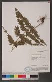 Microlepia strigosa (Thunb.) Presl ʤ\