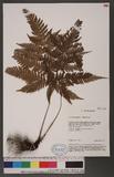 Dryopteris formosana (Christ) C. Chr. OW