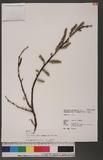Salix fulvopubescens Hayata var. tagawana (Koidz.) Yang & Huang դh