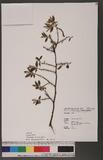 Salix fulvopubescens Hayata Ťh