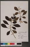 Randia sinensis (Lour.) Roem. & Schult. }