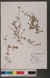 Sida rhombifolia L. subsp. insularis (Hatusima) Hatusima KȮɪ