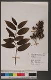 Rubus pyrifolius J. E. Sm. a_l