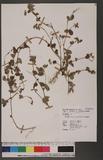 Desmodium microphyllum (Thunb.) DC. ps½