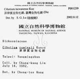 中文名：臺灣金狗毛蕨學名：Cibotium taiwanense Kuo