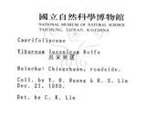 中文名：呂宋莢迷英文名：Luzon Viburnum學名：Viburnum luzonicum Rolfe