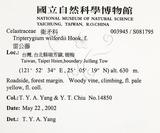 中文名：雷公藤英文名：Wilford three-wing-nut學名：Tripterygium wilfordii Hook. f