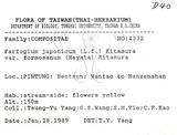 中文名：臺灣山菊學名：Farfugium japonicum (L.) Kitam. var. formosanum (Hayata) Kitamura