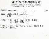 中文名：鼠刺英文名：Formosan Sweetspire學名：Itea oldhamii Schneider