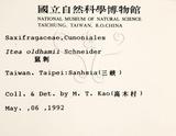 中文名：鼠刺英文名：Formosan Sweetspire學名：Itea oldhamii Schneider