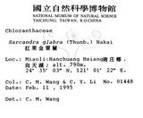 中文名：草珊瑚中文別名：紅果金粟蘭英文名：Glabrous Herbcoral學名：Sarcandra glabra (Thunb.) Nakai