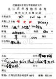 中文名：草珊瑚中文別名：紅果金粟蘭英文名：Glabrous Herbcoral學名：Sarcandra glabra (Thunb.) Nakai