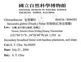 中文名：草珊瑚中文別名：紅果金粟蘭英文名：Glabrous Herbcoral學名：Sarcandra glabra (Thunb.) Nakai