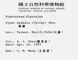 中文名：風藤英文名：Pepper學名：Piper kadsura (Choisy) Ohwi