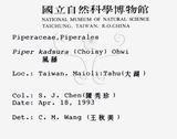 中文名：風藤英文名：Pepper學名：Piper kadsura (Choisy) Ohwi