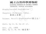 中文名：山香圓英文名：Formosam turpinia學名：Turpinia formosana Nakai