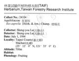 中文名：燈稱花中文別名：烏雞骨英文名：Rough-leaved holly學名：Ilex asprella (Hook. & Arn.) Champ