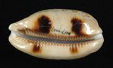 中文名：百眼寶螺學名：Cypraea argus Linnaeus, 1758