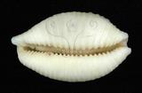 中文名：疙瘩寶螺(疣寶螺)學名：Cypraea nucleus Linnaeus, 1758