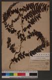 Vandenboschia auriculata (Blume) Copel. ~
