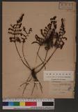 Selenodesmium obscurum (Blume) Copel. u