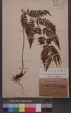 Athyrium niponicum (Mett.) Hance 日本蹄蓋蕨