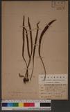 Pyrrosia mollis (Kunze) Ching hΥ۸