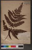 Dryopteris formosana (Christ) C. Chr. 臺灣鱗毛蕨