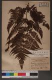 Dryopteris formosana (Christ) C. Chr. OW