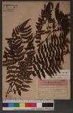 Lunathyrium crenulatoserrulata