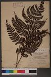 Dryopteris squamiseta (Hook.) Ktze. s