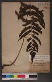 Dryopteris scottii (Bedd.) Ching v