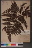 Dryopteris formosana (Christ) C. Chr. OW