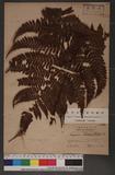 Dryopteris formosana (Christ) C. Chr. OW