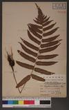 Dryopteris scottii (Bedd.) Ching v