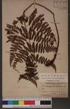 Dryopteris squamiseta (Hook.) Ktze. s