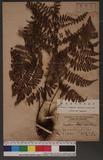 Dryopteris squamiseta (Hook.) Ktze. s