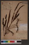 Lepisorus megasorus (C. Chr.) Ching `˸