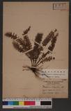 Ctenopteris obliquata (Blume) Tagawa KU